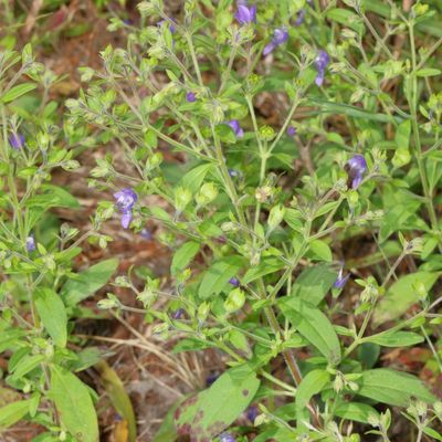 Trichostema dichotomum * Blue Curls
