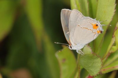 Gray Hairstreak