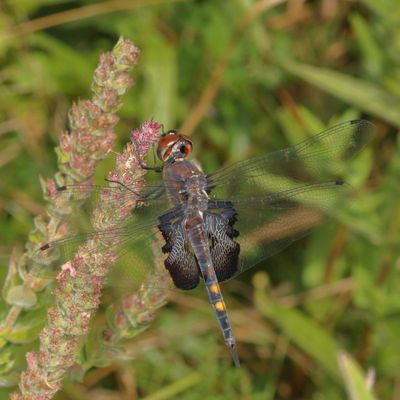 Black Saddlebags