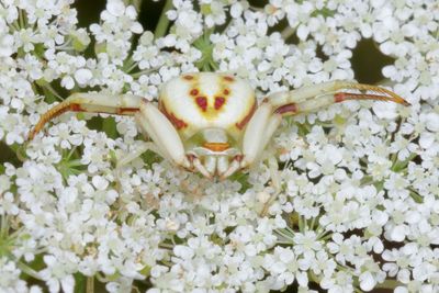 Misumenoides formosipes