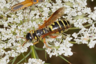 Five-banded Thynnid Wasp * Myzinum quinquecinctum ♀