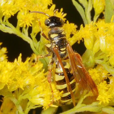 Five-banded Thynnid Wasp * Myzinum quinquecinctum ♀