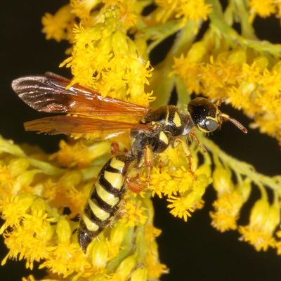 Five-banded Thynnid Wasp * Myzinum quinquecinctum ♀
