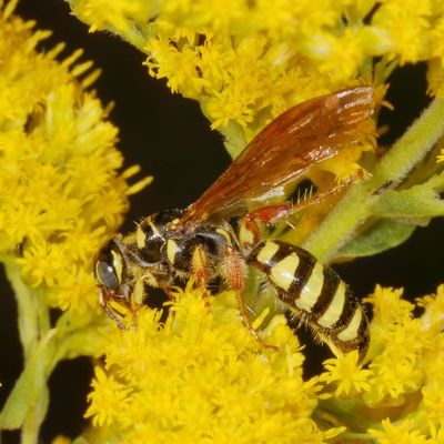 Five-banded Thynnid Wasp * Myzinum quinquecinctum ♀