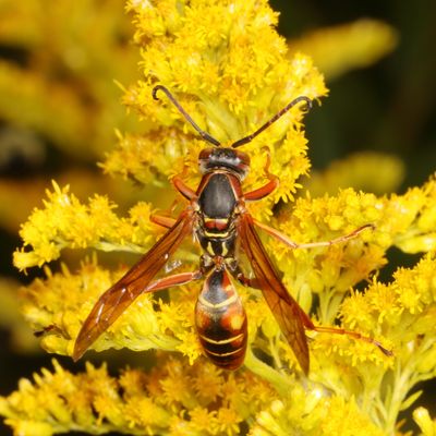 Polistes fuscatus