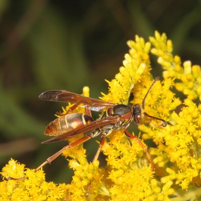 Polistes fuscatus