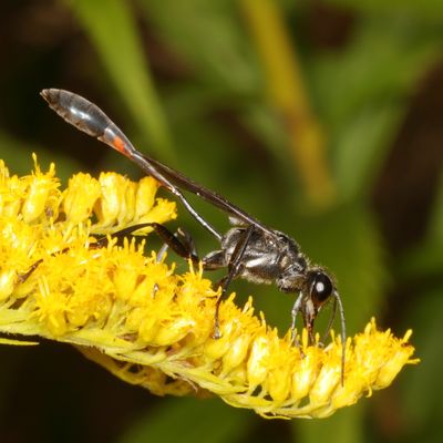 Ammophila procera * Common Thread-waisted Wasp