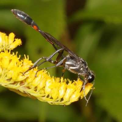 Ammophila procera * Common Thread-waisted Wasp
