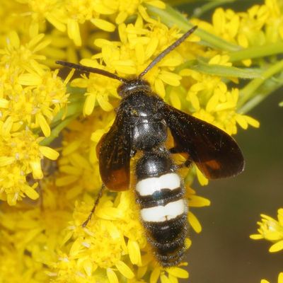Scolia bicincta *  Double-banded Scoliid Wasp