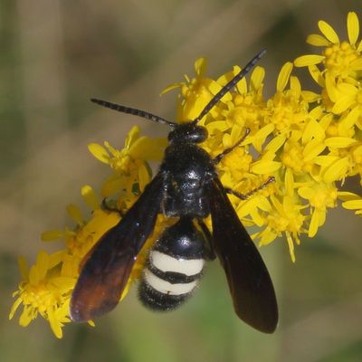 Scolia bicincta * Double-banded Scoliid Wasp