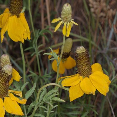 Ratibida columnifera * Upright Prairie Coneflower