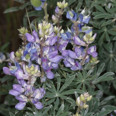 Lupinus argenteus *  Silvery Lupine