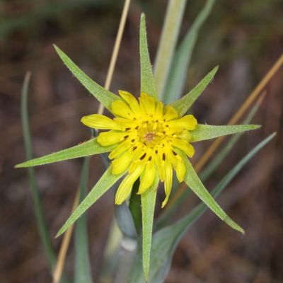 Tragopogon dubius * Yellow Salsify