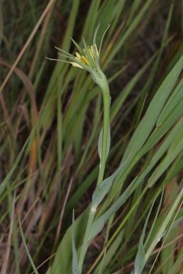 Tragopogon dubius *  Yellow Salsify