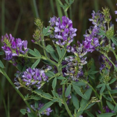 Medicago sativa *Alfalfa