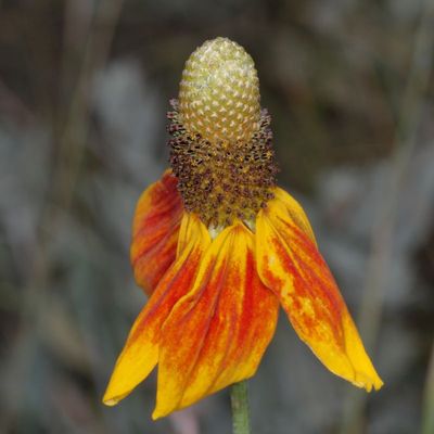 Ratibida columnifera * Upright Prairie Coneflower