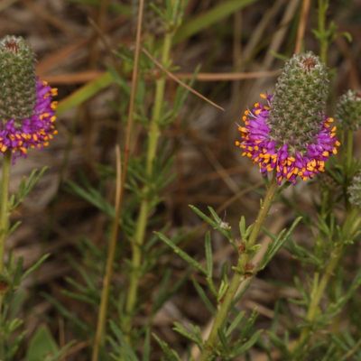 Dalea purpurea * Purple Prairie Clover