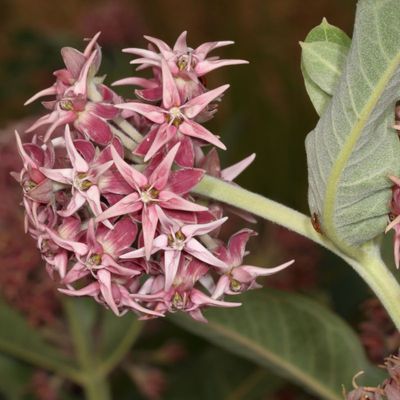 Asclepias speciosa * Showy Milkweed