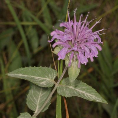 Monarda fistulosa * Wild Bergamot