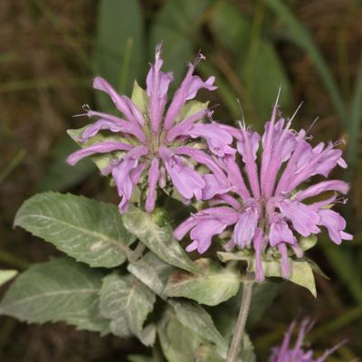 Monarda fistulosa * Wild Bergamot