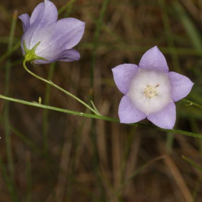 Campanula petiolata * Western Harebell