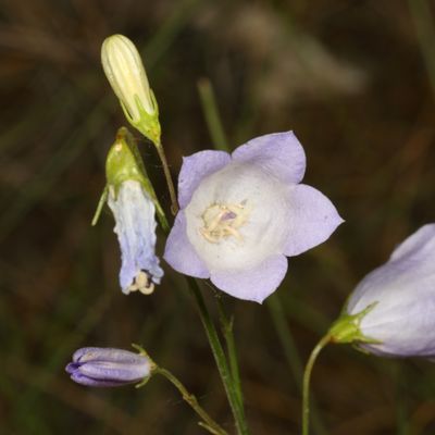 Campanula petiolata * Western Harebell