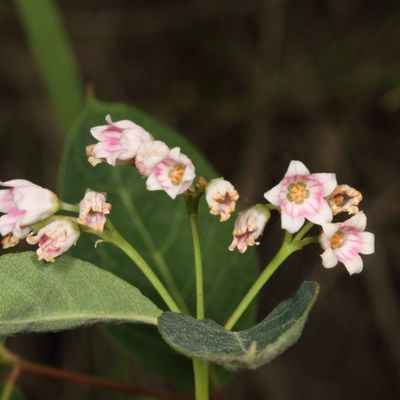 Apocynum androsaemifolium * Spreading Dogbane