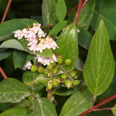 Apocynum androsaemifolium * Spreading Dogbane