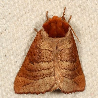 Complex Datana major
