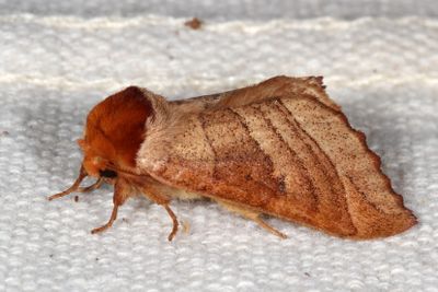 Complex Datana major