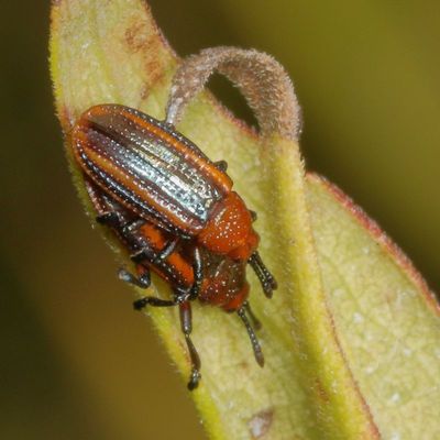 Microrhopala vittata