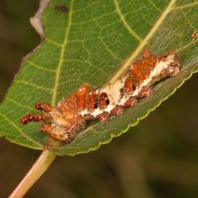 Genus Limenitis