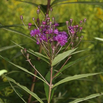 Vernonia noveboracensis * New York Ironweed