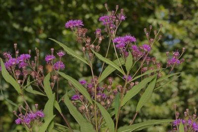 Vernonia noveboracensis * New York Ironweed