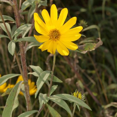 Helianthus maximiliani * Maximilian Sunflower