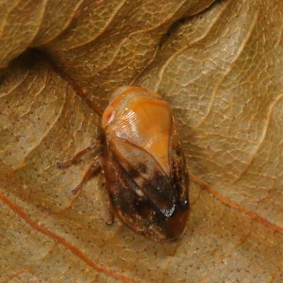 Clastoptera achatina * Pecan Spittlebug