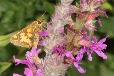 Peck's Skipper