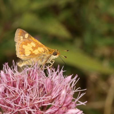 Peck's Skipper