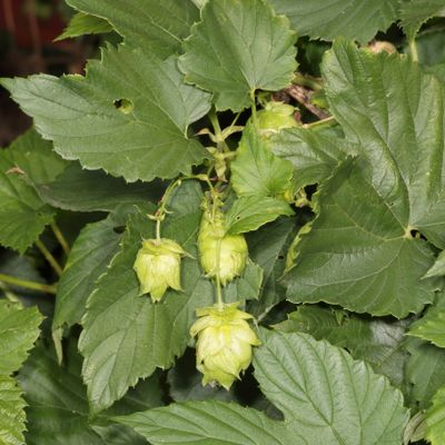Humulus lupulus * Common Hops
