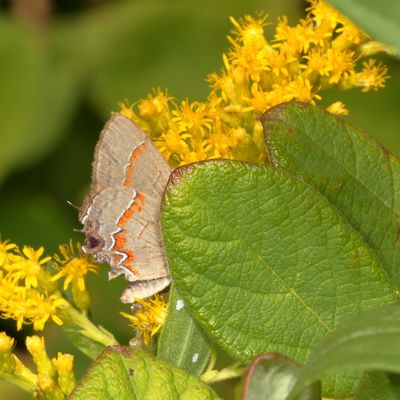 Red-banded Hairstreak