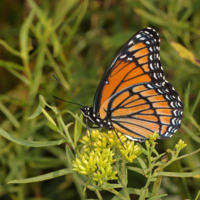 Viceroy