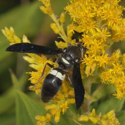Monobia quadridens * Four-toothed Mason Wasp