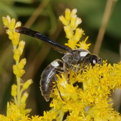 Monobia quadridens * Four-toothed Mason Wasp