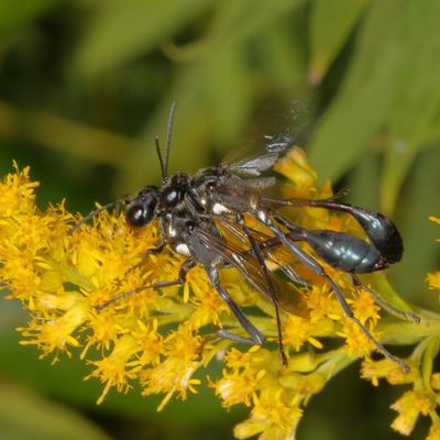 Eremnophila aureonotata