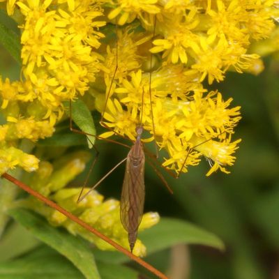 Family Limoniidae ♀