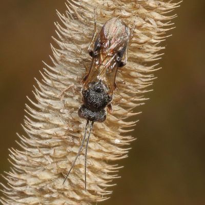 Genus Ascogaster