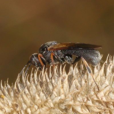 Genus Ascogaster