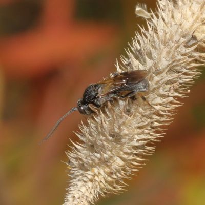 Genus Ascogaster