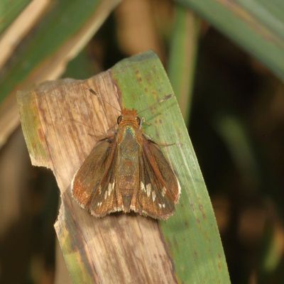 Zabulon Skipper ♀