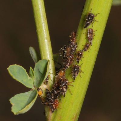 Publilia modesta nymphs